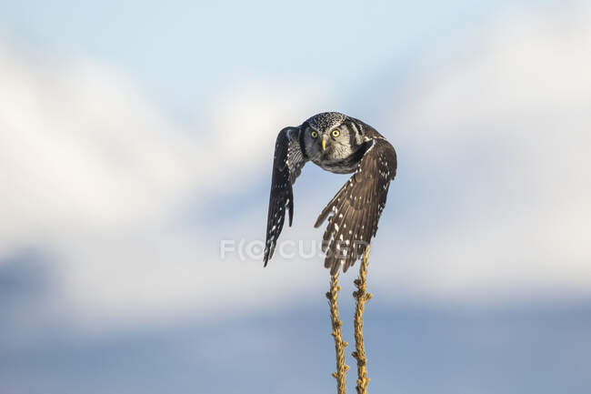 Northern Hawk Owl (Surnia ulula), conhecido por sentar-se no poleiro mais alto possível, enquanto procura por presas, como voles se movendo abaixo. South-central Alaska; Anchorage, Alaska, Estados Unidos da América — Fotografia de Stock