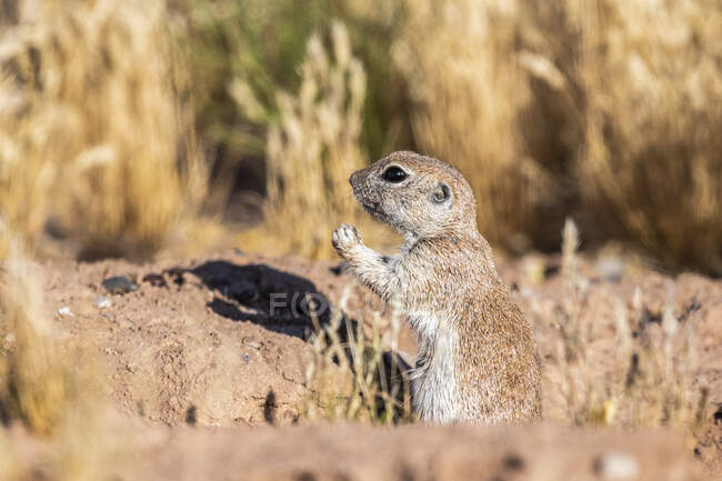 Круглохвоста земляна білка (Xerospermophilus tereticadus) стоїть біля входу в нору; Casa Grande, Arizona, США. — стокове фото