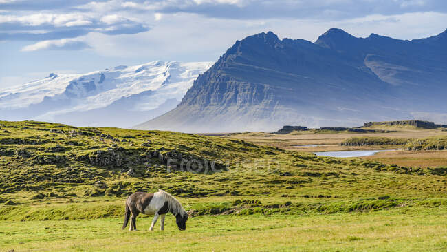 Кінь (Equus Caballus) пасеться на полі трави з величними горами на задньому плані, Східна Ісландія; Hornafjorour, Східний регіон, Ісландія — стокове фото