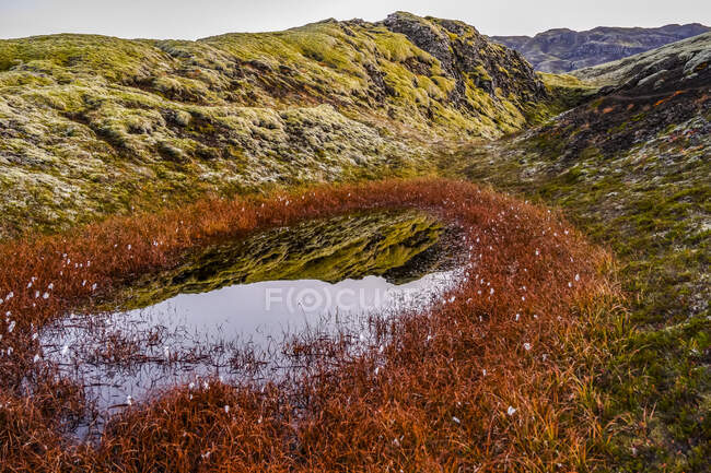 Primer plano de la nieve dentro de un anillo de plantas rojas con pequeñas flores en la robusta tundra; Grimsnes- og Grafningshreppur, Región Sur, Islandia - foto de stock