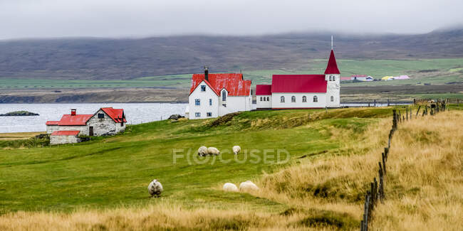 Scène pastorale avec des moutons (Ovis aries) au premier plan et des toits rouges sur une église et des bâtiments de ferme le long du fjord ; Strandabyggo, Westfjords, Islande — Photo de stock