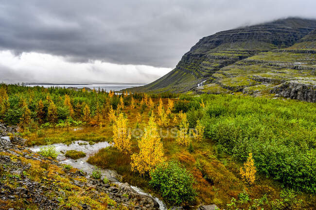 Herbstfarbenes Laub an Bäumen und Tundra entlang des Berufjorour-Fjords; Djupivogur, Östliche Region, Island — Stockfoto
