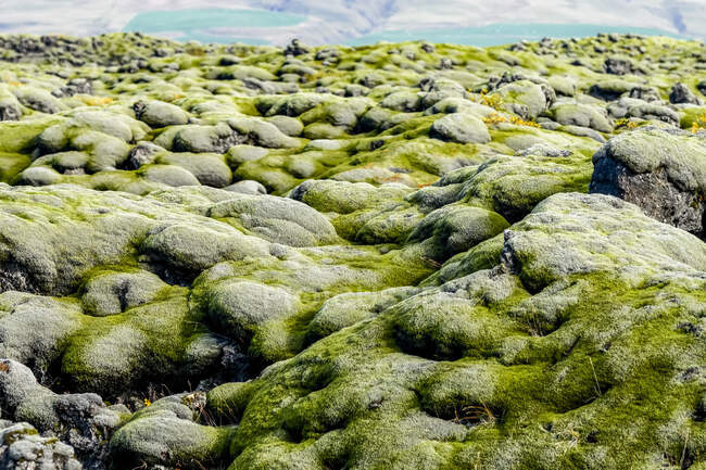 Close-up detail of moss-covered rocks on a rugged terrain with a glacier and glacial lagoon in the background; Skaftarhreppur, Southern Region, Iceland — Stock Photo