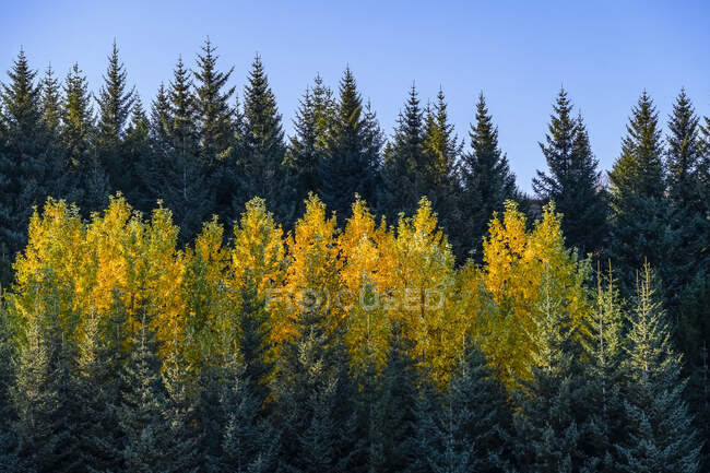 Follaje dorado sobre árboles de hoja caduca en un bosque entre árboles de coníferas y un cielo azul; Grimsnes- og Grafningshreppur, Región Sur, Islandia - foto de stock