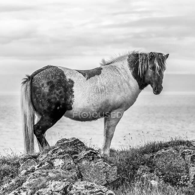 Black and white image of a multi coloured horse standing at the coast looking at the camera; Hunaping vestra, Northwestern Region, Iceland — Stock Photo