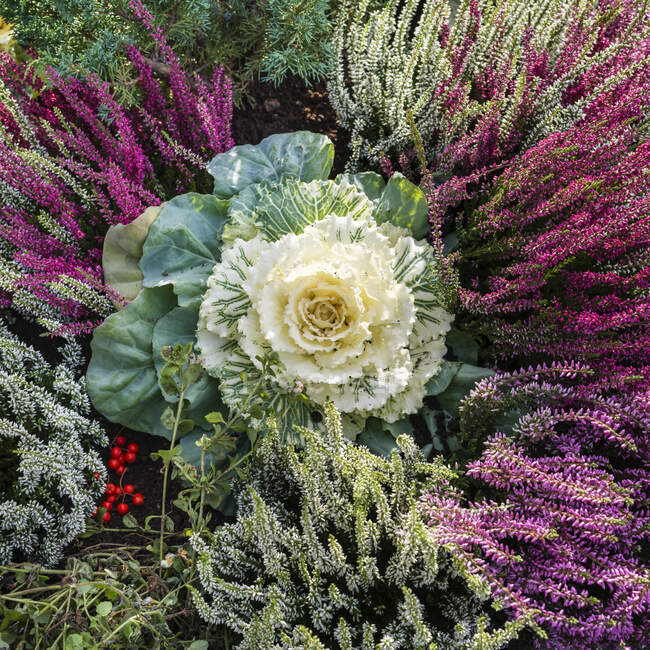 Une végétation florissante aux couleurs vives sur le sol ; Islande — Photo de stock
