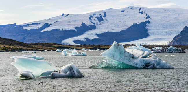 Ледниковое озеро Йоколсарлон течет через короткий водный путь в Атлантический океан, оставляя куски льда на черном песчаном пляже, Национальный парк Ватнайокулл; Хорнафьордур, Восточный регион, Исландия — стоковое фото