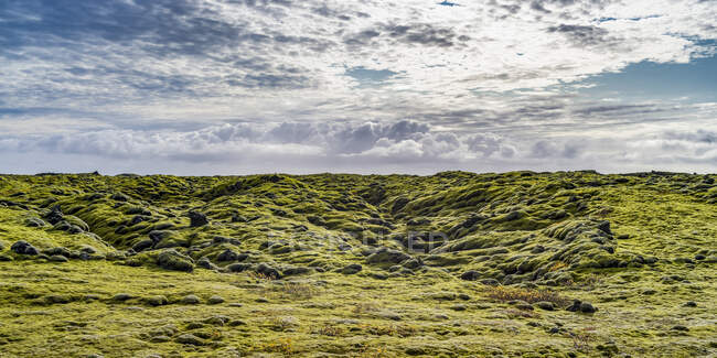 Feuillage vert sur paysage avec nuages à l'horizon dans le sud de l'Islande ; Skaftarhreppur, région du sud, Islande — Photo de stock
