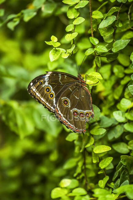 Aquiles morpho butterfly on bush in shade; Cataratas do Iguaçu, Paraná, Brasil — Fotografia de Stock