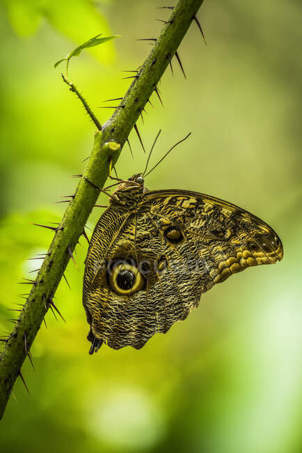 Aquiles morpho butterfly on thorny green stem; Cataratas do Iguaçu, Paraná, Brasil — Fotografia de Stock