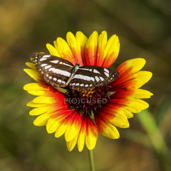 Бабочка на красном и желтом цветке; Дхарпатха, Мадхья-Прадеш, Индия — стоковое фото