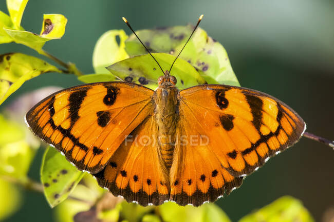 Close-up of orange butterfly; Dharpatha Mal, Madhya Pradesh, India — Stock Photo