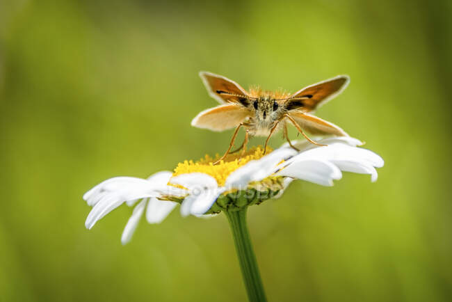 Gros plan d'un papillon de l'hespérie de l'Essex (Thymelicus lineola) reposant sur une marguerite et faisant face à la caméra, avec un fond herbeux flou derrière lui. West Glacier, Montana, États-Unis d'Amérique — Photo de stock