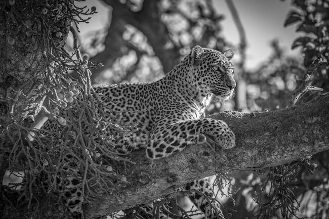 Un leopardo (Panthera pardus) acostado en la rama de un árbol con la cabeza hacia arriba. Masai Mara; Kenia - foto de stock