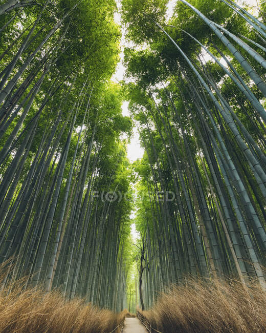 Kameyama foresta di bambù; Kyoto, Kansai, Giappone — Foto stock
