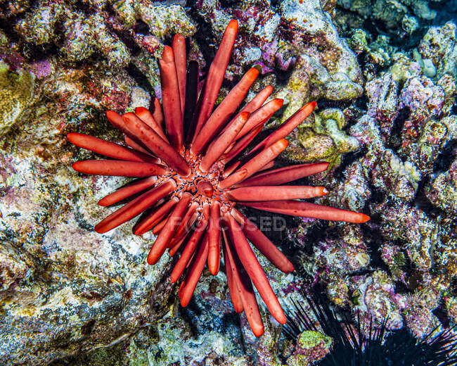 A  Red Slate Pencil Urchin (Heterocentrotus mamillatus) rests on Molokini Backwall which located offshore of Maui; Hawaii, United States of America — Stock Photo
