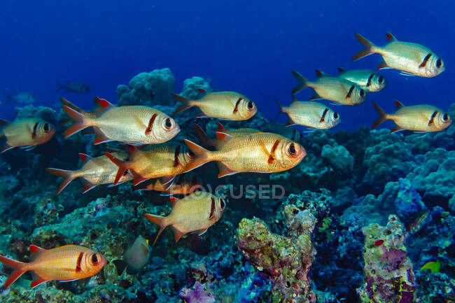 Pearly Soldierfish (Myripristis kuntee) educação perto de um recife apenas offshore de Maui; Havaí, Estados Unidos da América — Fotografia de Stock