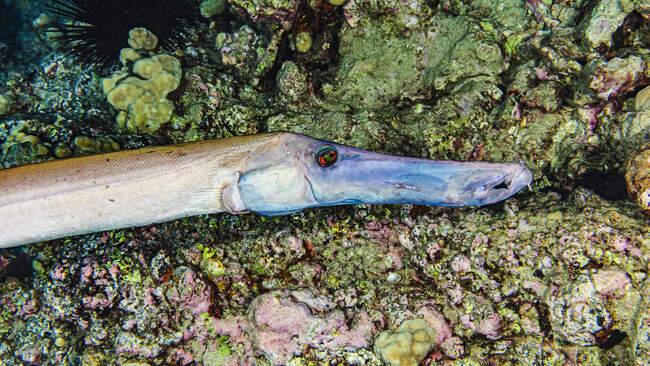 El pez trompeta chino (Aulostomus chinensis) se esconde cerca de un arrecife cerca de la costa de Maui; Maui, Hawaii, Estados Unidos de América - foto de stock