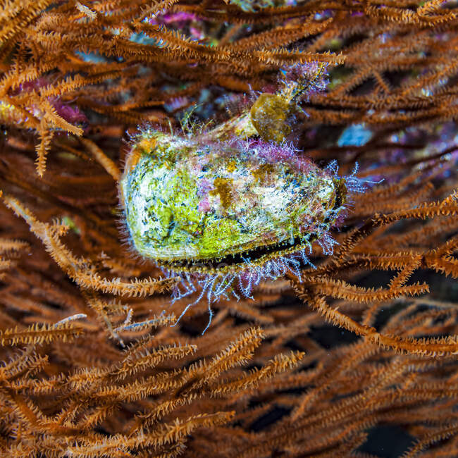 Perla alada Oyster (Pteria brunnea) con colonias de hidroides microscópicos en su labio formando una barba. La Perla Alada está creciendo unida al Coral Negro de Hawai (Antipathes griggi) en un pináculo sumergido en el sur de Kona, la Isla Grande; Isla de - foto de stock