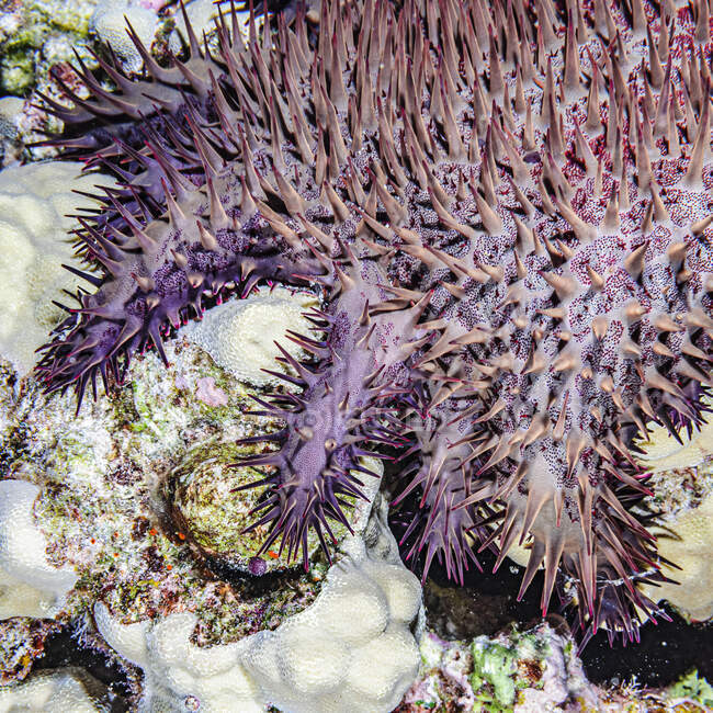 Gros plan d'une étoile de mer de la couronne d'épines (Acanthaster planci) photographiée alors qu'elle plongeait sur la côte de Kona, sur la grande île d'Hawaï ; La couronne d'épines est réputée pour manger des coraux ; Île d'Hawaï, Hawaï, États-Unis d'Amérique — Photo de stock