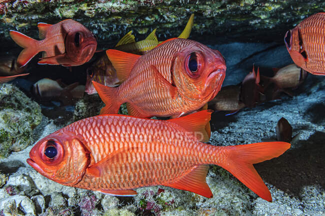 Bigscale and Brick soldierfish (Myripristis berndti and M. amena) hanging out beneath an overhang on Molokini Backwall offshore of Maui; Molokini Crater, Maui, Hawaii, United States of America — Stock Photo