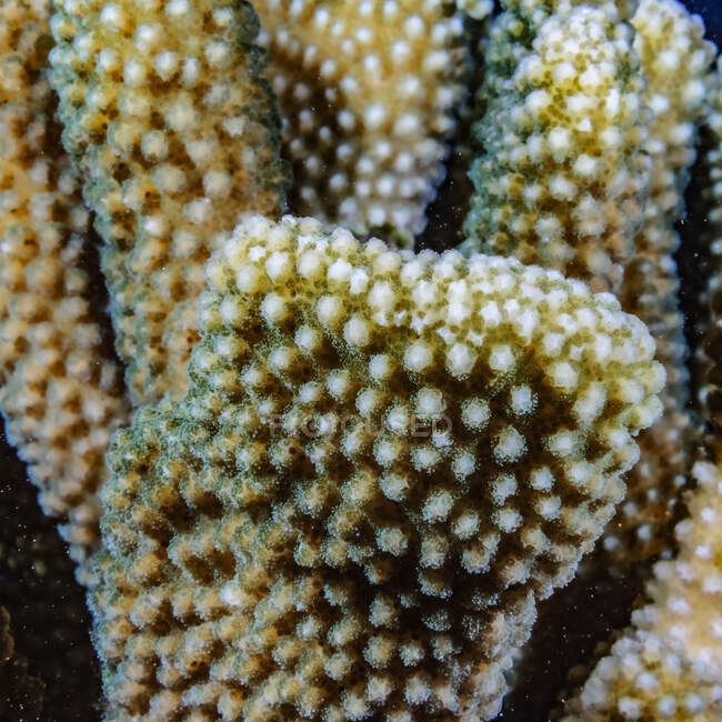 Збільшення розміру Antler Coral (Pocillopora grandis) виявляє окремі коралові поліпи, які є зеленими з ендосимбіотичних зутантелле (Symbiodinium sp.) Ця голова корала розташована на рифі Галоха, який розташований недалеко від Мауї; Мауї, Гаваї, Об'єднаний штат — стокове фото
