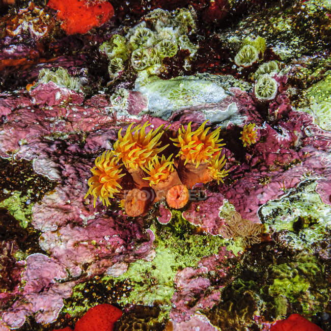 Un groupe de coraux de la Coupe Orange (Tubastraea coccinea) entourés d'algues corralines roses (Florideophycaee, Rhodophyta) poussant sous un surplomb au cratère Molokini, Maui, Hawaï, États-Unis d'Amérique — Photo de stock