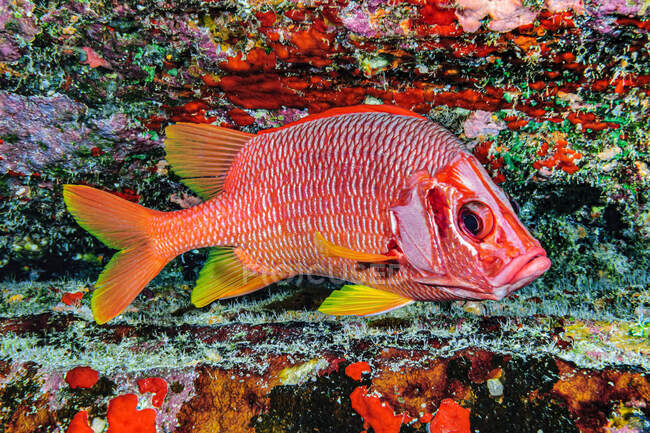Sabre Squirrelfish (Sargocentrum spiniferum) positioned under an overhang on the backwall of Molokini Crater; Maui, Hawaii, United States of America — Stock Photo