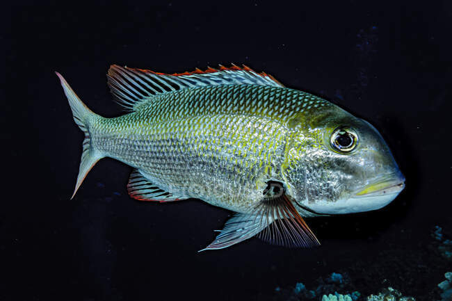 Adult Bigeye Emperor (Monotaxis grandoculis) that was photographed underwater at Molokini Crater, near Maui; Molokini Crater, Maui, Hawaii, United States of America — Stock Photo