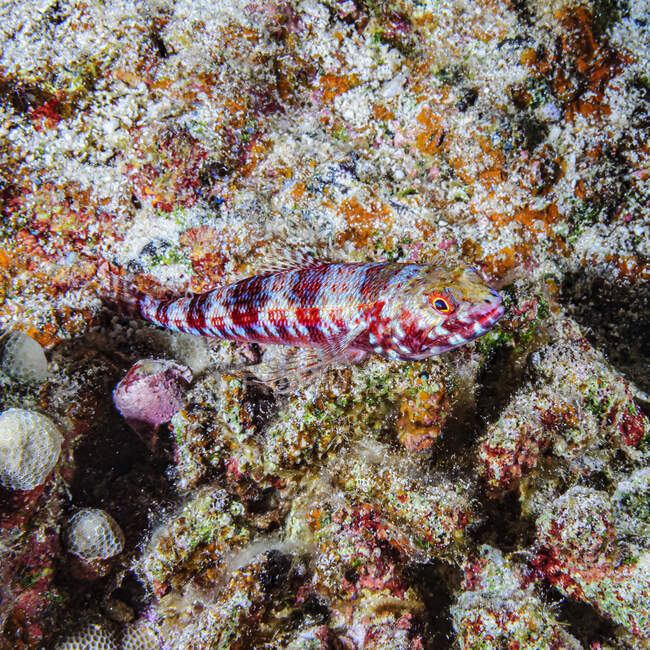 Lizardfish de dois pontos (Synodus binotatus) posicionado para emboscar presas enquanto descansa em uma cabeça de coral de couve-flor morto coberto de relva (Pocillopora meandrina) na cratera Molokini, localizada no mar de Maui; cratera Molokini, Maui, Havaí, Estados Unidos — Fotografia de Stock