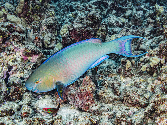 Un colorido pez loro de labio rojo macho terminal (Scarus rubroviolaceus) que busca alimento en la costa de Kona, la Isla Grande, Hawai; Isla de Hawai, Hawai, Estados Unidos de América - foto de stock