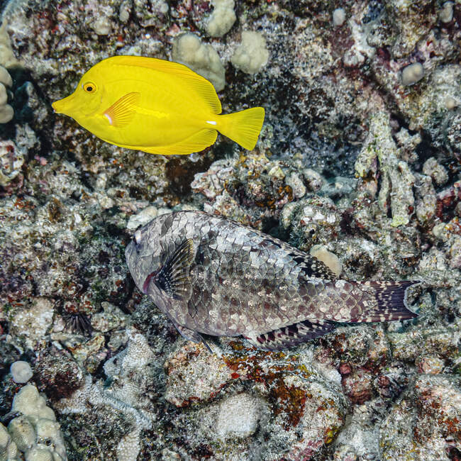Самка Stareye Parrotfish (Calotomus carolinus) поблизу центру цієї підводної фотографії майже зникає на рифовому фоні через її криптографічне забарвлення або камуфляж, в той час як жовтий танг (Zebrasoma flavescens.) — стокове фото