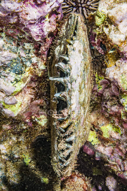 Live Black-Lipped Pearl Oyster (Pinctada margaritifera) que vive en Haloha Reef frente a Maui; Maui, Hawaii, Estados Unidos de América - foto de stock