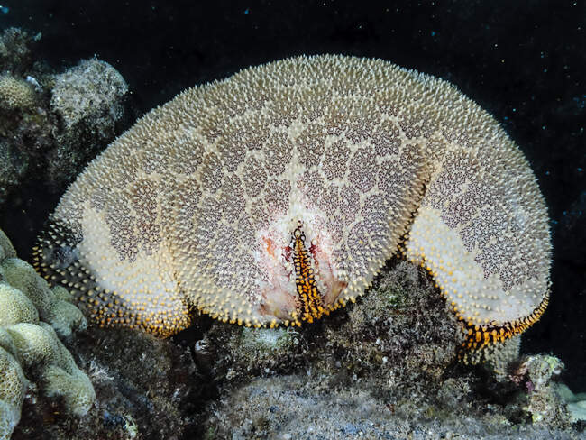 Бічний вид на зорю Кушиона (Culcita novaeguineae), що відпочиває на рифі біля Мауї; Мауї, Гаваї, США. — стокове фото