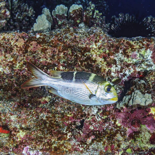 Juvenile Bigeye Emperor (Monotaxis grandoculis) passes life-encrusted volcanic rock comprising Molokini Crater off Maui; Maui, Hawaii, United States of America — Stock Photo