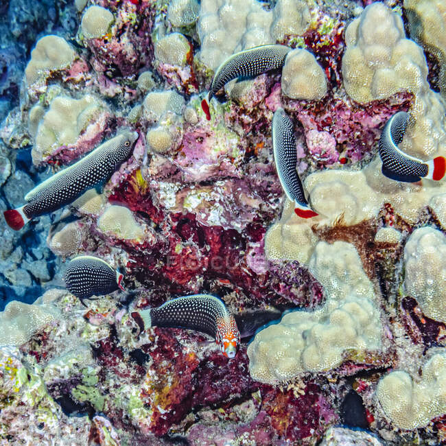 Un mâle psychédélique Wrasse (Anampses chrysocephalus) avec un harem de cinq femelles photographié sous l'eau au large de Maui ; Maui, Hawaï, États-Unis d'Amérique — Photo de stock