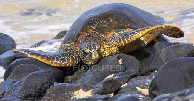 Una tortuga marina verde (Chelonia mydas) en las rocas en una playa; Kihei, Maui, Hawaii, Estados Unidos de América - foto de stock