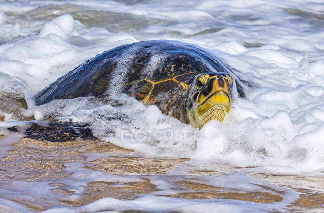 Une tortue de mer verte (Chelonia mydas) sur la plage dans le surf ; Kihei, Maui, Hawaii, États-Unis d'Amérique — Photo de stock