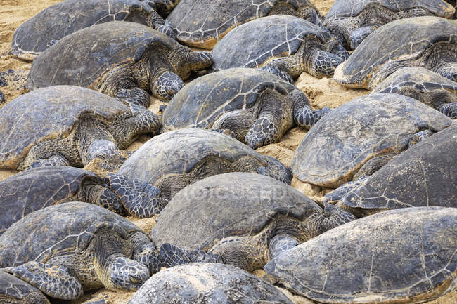 Многочисленные зеленые морские черепахи (Chelonia mydas), спящие на песке на пляже; Кихей, Мауи, Гавайи, Соединенные Штаты Америки — стоковое фото