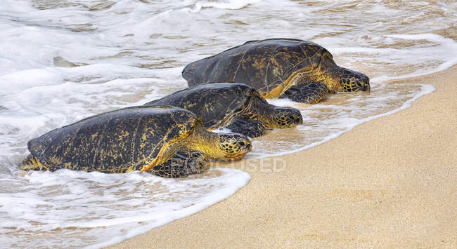 Three Green sea turtles (Chelonia mydas) lying in a row on the beach in the surf; Kihei, Maui, Hawaii, United States of America — Stock Photo