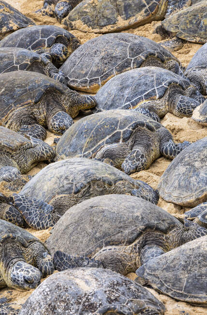 Численні зелені морські черепахи (міди Челонії) сплять на піску на пляжі; Кіхей, Мауї, Гаваї, США. — стокове фото
