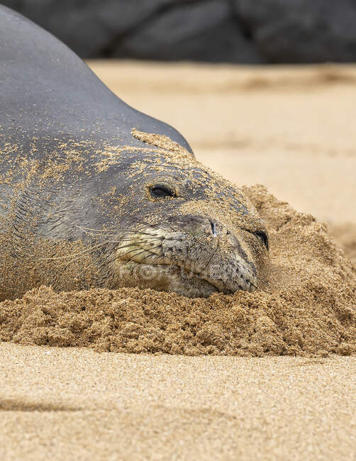 Close-up of a Hawaiian Monk Seal (Neomonachus schauinslandi) on the beach; Kihei, Maui, Hawaii, United States of America — Stock Photo
