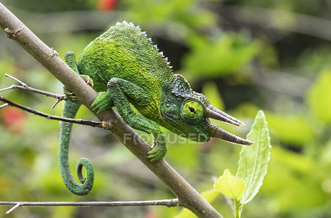 Jackson's Chameleon (Trioceros jacksonii) assis sur une branche d'arbre ; Kihei, Maui, Hawaï, États-Unis d'Amérique — Photo de stock