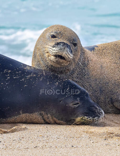 Close-up of two Hawaiian Monk Seals (Neomonachus schauinslandi) on the beach; Kihei, Maui, Hawaii, United States of America — Stock Photo