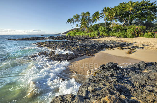 Linea costiera di Maui con rugosa roccia lavica e palme; Kihei, Maui, Hawaii, Stati Uniti d'America — Foto stock