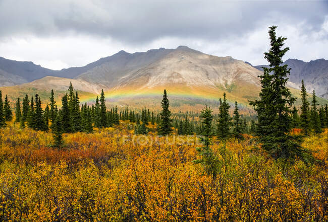 Rainbow arching over the autumn coloured foliage of the forested tundra shortly after a light rain, Denali State Park; Alaska, United States of America — Stock Photo
