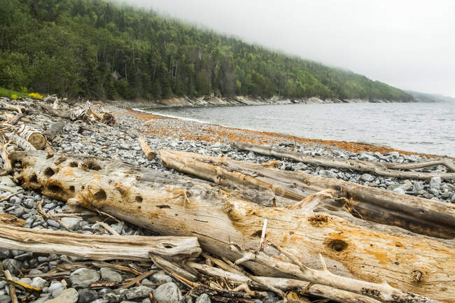 Alberi morti portati in riva al mare dalle correnti; Quebec, Canada — Foto stock