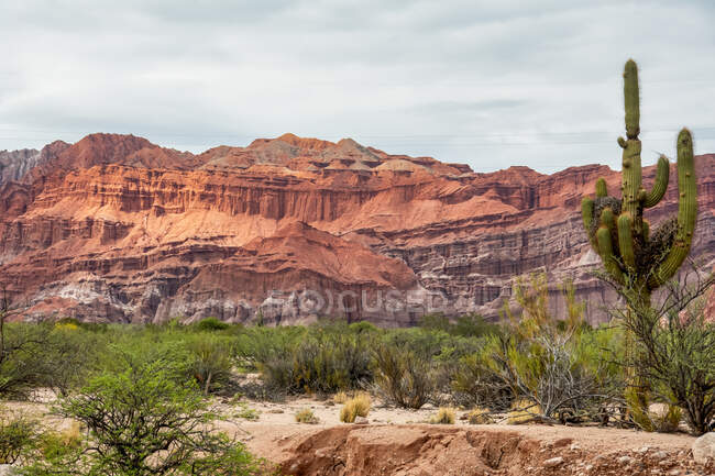 Saguaro (Carnegiea gigantea) cacto com a montanha vermelha do deserto no fundo; Cafayate, Salta, Argentina — Fotografia de Stock