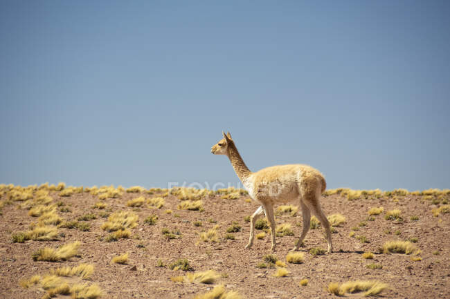 Guanaco (Lama guanicoe) camminando da destra a sinistra contro il cielo blu nel deserto; Atacama, Cile — Foto stock