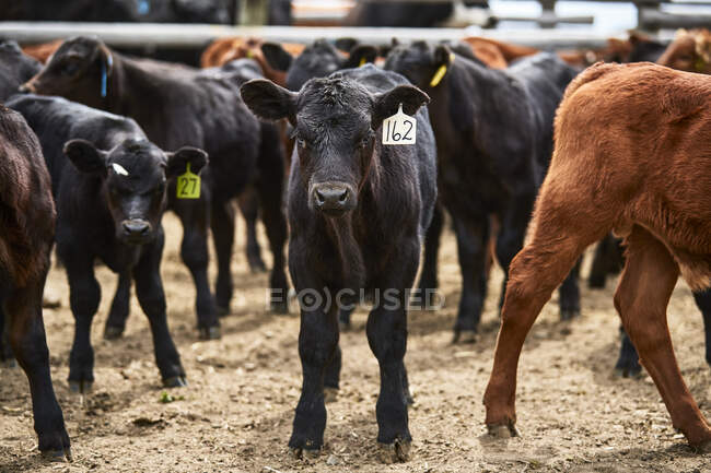 Eine Gruppe Kälber mit Ohrmarken blickt in die Kamera; Eastend, Saskatchewan, Kanada — Stockfoto